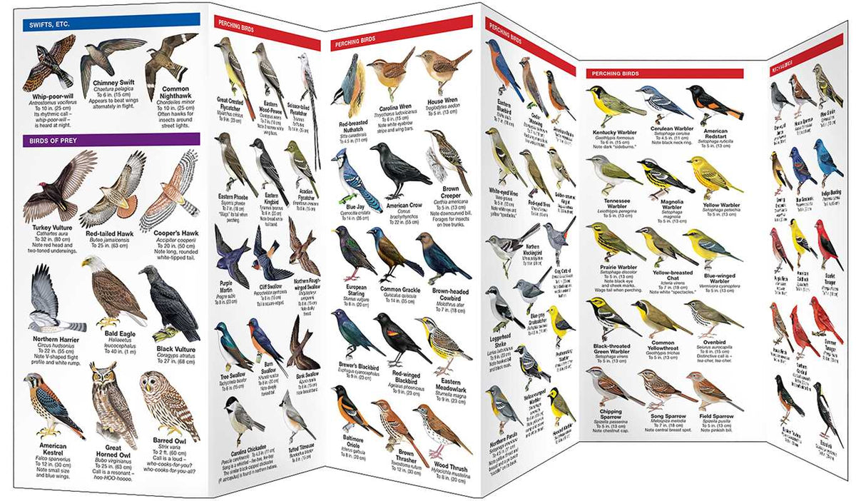 Foldout chart of birds with illustrations and labels