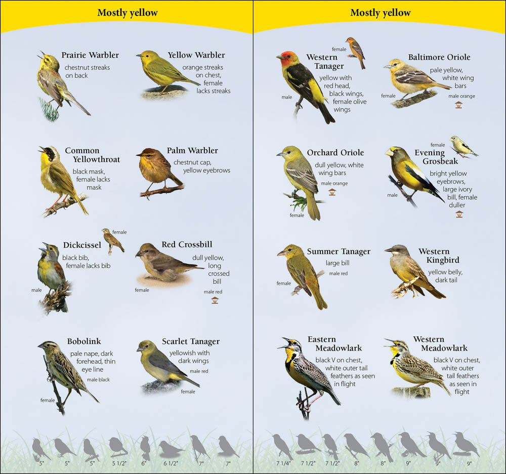 Birds of the Midwest
