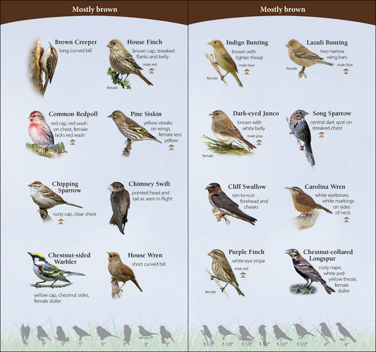 Birds of the Midwest