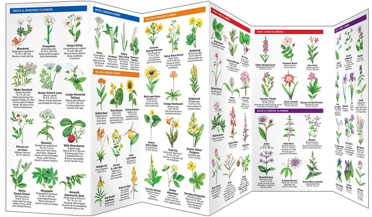 Foldable chart with illustrations of various plants and flowers, each labeled with their names.