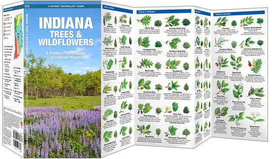 Foldable guide to Indiana trees and wildflowers with images and text.