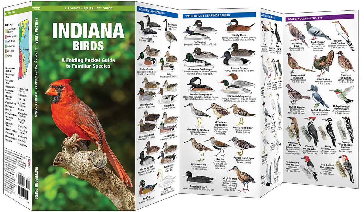 Foldable guide to Indiana birds with colorful illustrations on a white background