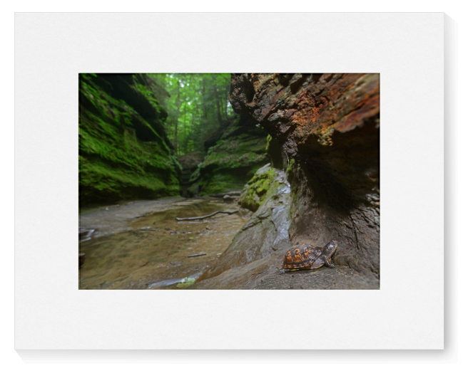 A square photographic print of a mossy green canyon with a stream, shown centered on a white mat against a light gray background.