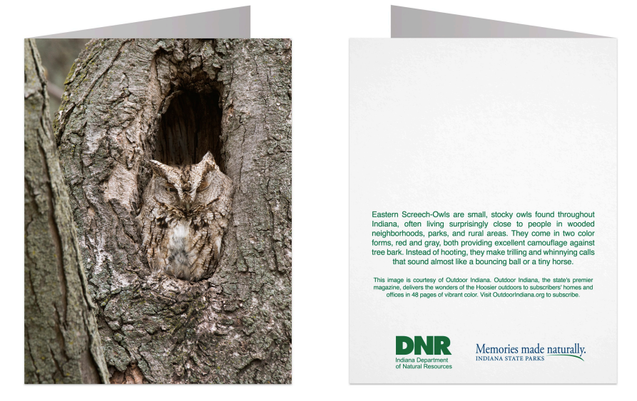 A folded notecard shown front and back. The front features a close-up photograph of a tree trunk with a hollowed-out cavity and with an eastern screech-owl inside, and the back is white with green text describing Eastern Screech-Owls and logos for DNR and Memories made naturally.