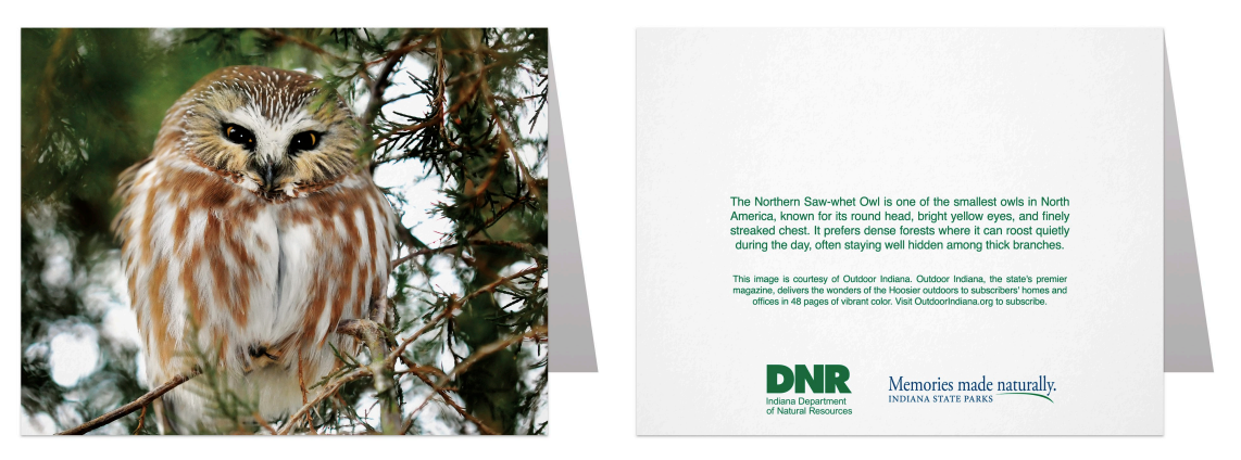 A folded notecard shown front and back. The front features a close-up photograph of a Northern Saw-whet Owl perched in a snowy tree.  The back lists informative text about the northern saw-whet owl and the DNR logo.