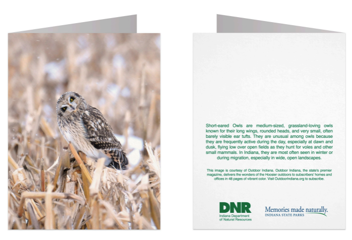 A folded notecard shown open, featuring a large photograph of a small owl perched in dry grass on the left panel and printed text about short-eared owls on the right panel. The card is photographed against a plain white background.