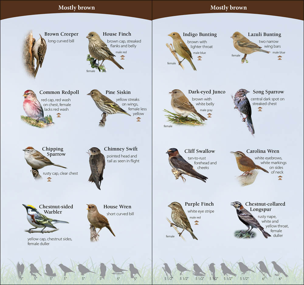 Birds of the Midwest