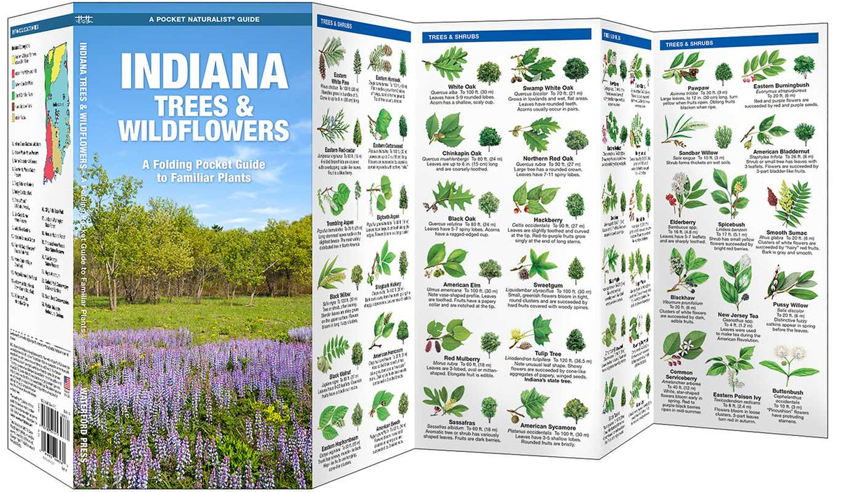 Foldable guide to Indiana trees and wildflowers with images and text.